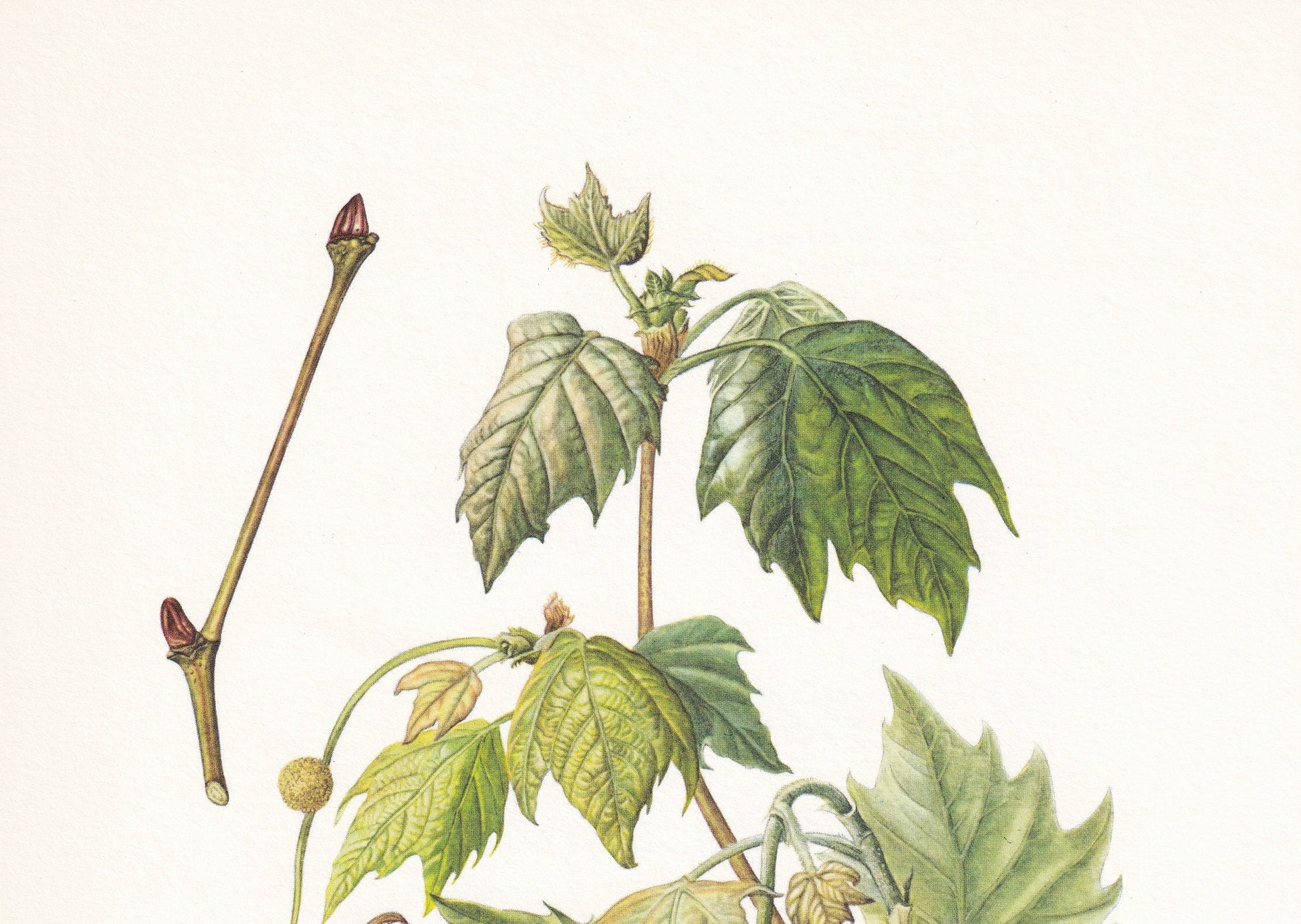 1960 LONDON PLANE TREE Print - Botanical Print - Botanical Illustration - Tree Wall Art - Vintage Tree Print - 7.5 x 10.6 Inches