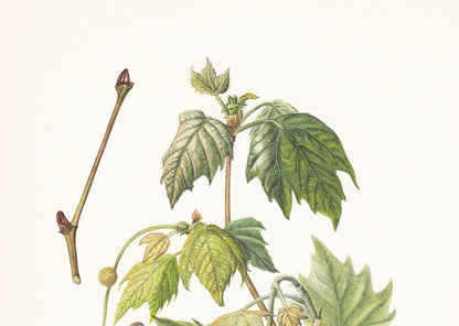 1960 LONDON PLANE TREE Print - Botanical Print - Botanical Illustration - Tree Wall Art - Vintage Tree Print - 7.5 x 10.6 Inches