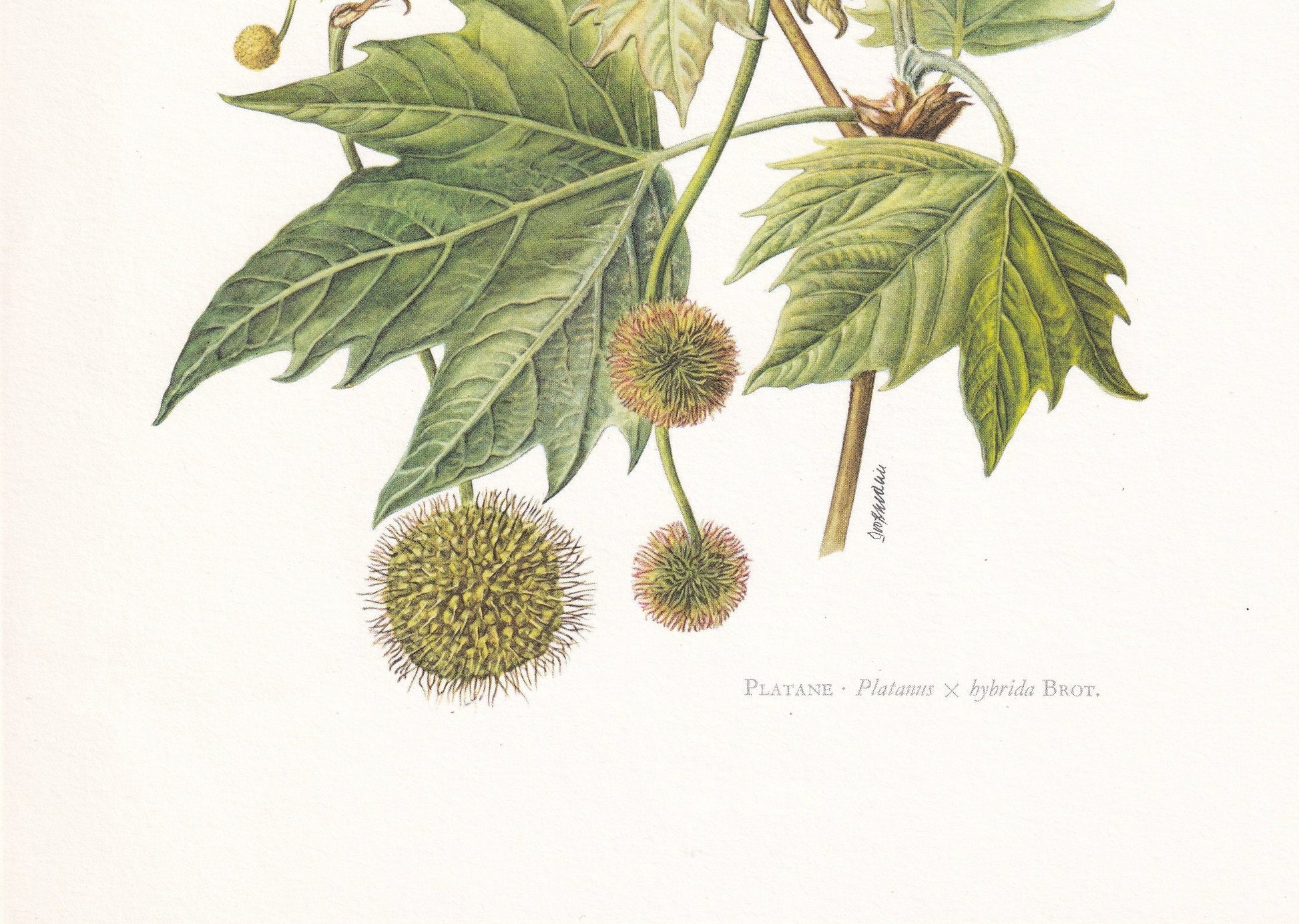 1960 LONDON PLANE TREE Print - Botanical Print - Botanical Illustration - Tree Wall Art - Vintage Tree Print - 7.5 x 10.6 Inches