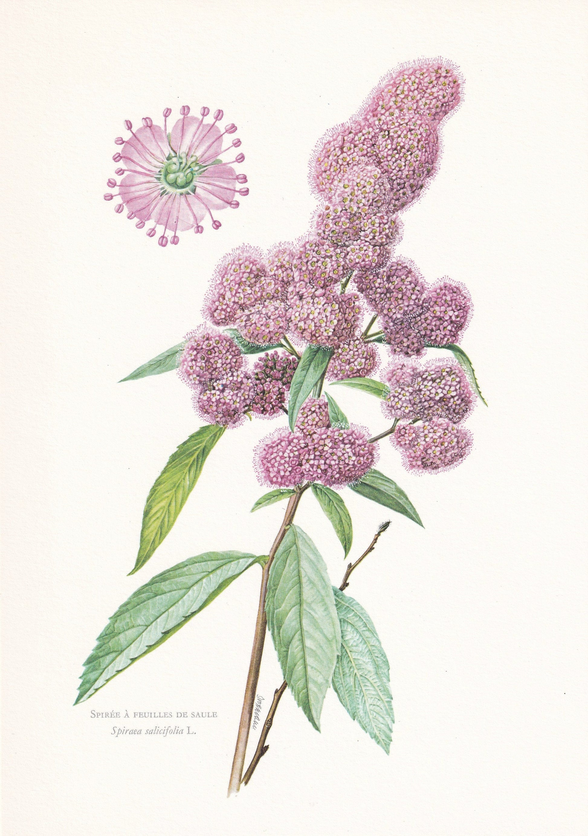 1960 SPIREA (MEADOWSWEETS) Print - Botanical Print - Botanical Illustration - Plant Wall Art - Vintage Plant Print - 7.5 x 10