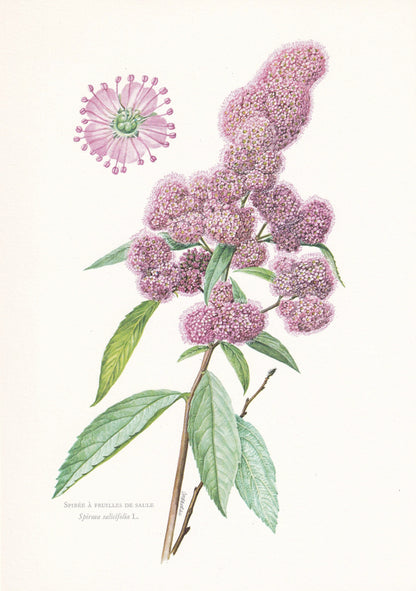 1960 SPIREA (MEADOWSWEETS) Print - Botanical Print - Botanical Illustration - Plant Wall Art - Vintage Plant Print - 7.5 x 10