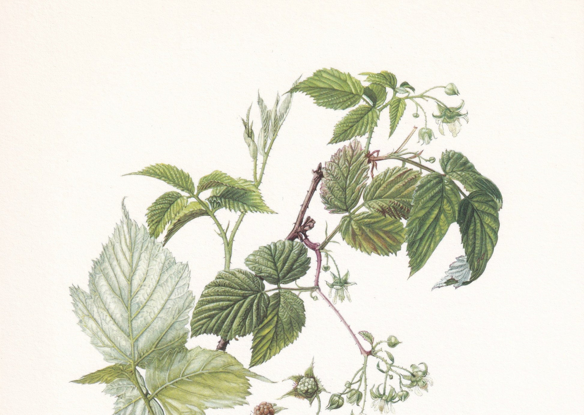 1960 RASPBERRY Print - Botanical Print - Botanical Illustration - Plant Wall Art - Vintage Plant Print - 7.5 x 10.6 Inches