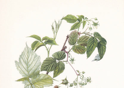 1960 RASPBERRY Print - Botanical Print - Botanical Illustration - Plant Wall Art - Vintage Plant Print - 7.5 x 10.6 Inches