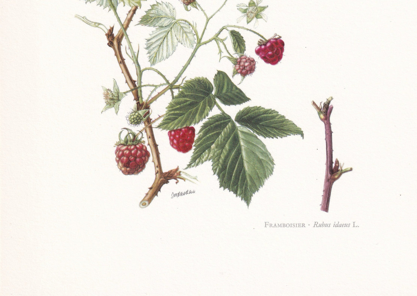 1960 RASPBERRY Print - Botanical Print - Botanical Illustration - Plant Wall Art - Vintage Plant Print - 7.5 x 10.6 Inches