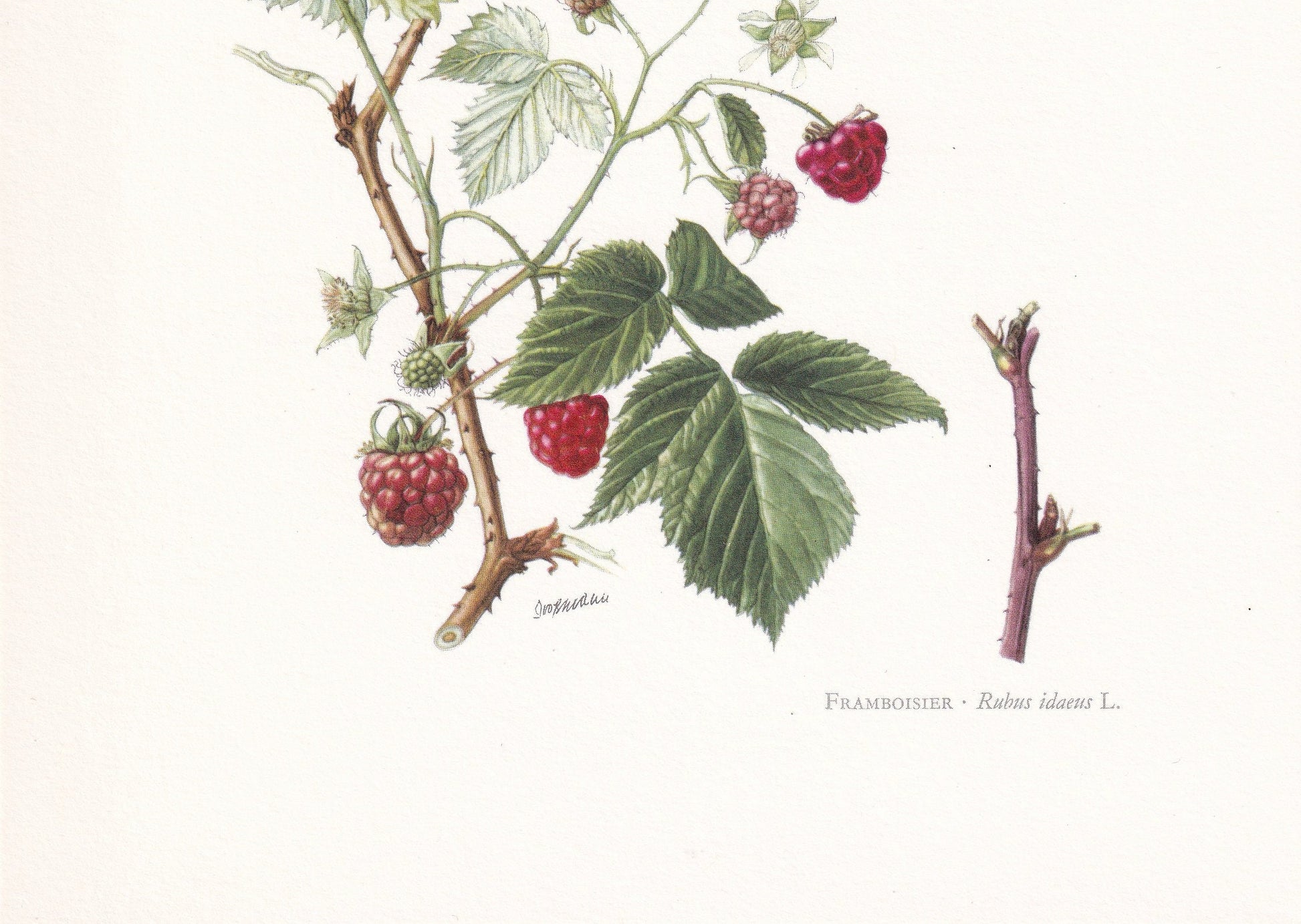 1960 RASPBERRY Print - Botanical Print - Botanical Illustration - Plant Wall Art - Vintage Plant Print - 7.5 x 10.6 Inches