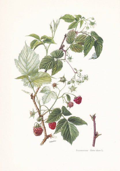 1960 RASPBERRY Print - Botanical Print - Botanical Illustration - Plant Wall Art - Vintage Plant Print - 7.5 x 10.6 Inches