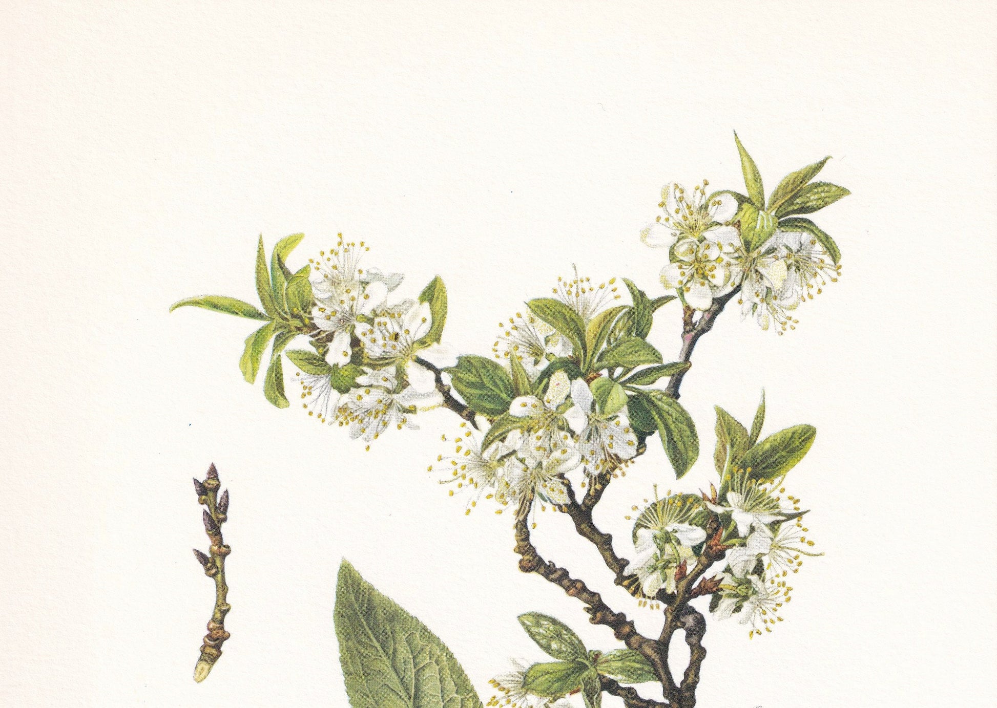 1960 COMMON PLUM TREE Print - Botanical Print - Botanical Illustration - Tree Wall Art - Vintage Tree Print - 7.5 x 10.6 Inches