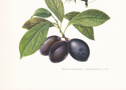 1960 COMMON PLUM TREE Print - Botanical Print - Botanical Illustration - Tree Wall Art - Vintage Tree Print - 7.5 x 10.6 Inch