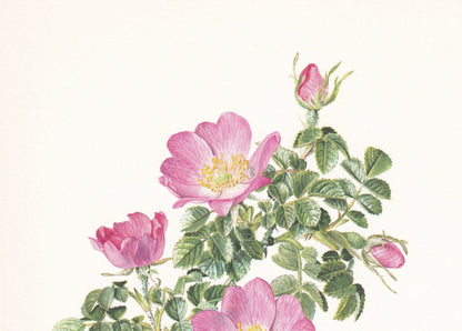 1960 SWEET BRIAR ROSE Print - Botanical Print - Botanical Illustration - Plant Wall Art - Vintage Plant Print - 7.5 x 10.6 Inches
