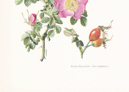 1960 SWEET BRIAR ROSE Print - Botanical Print - Botanical Illustration - Plant Wall Art - Vintage Plant Print - 7.5 x 10.6 Inches
