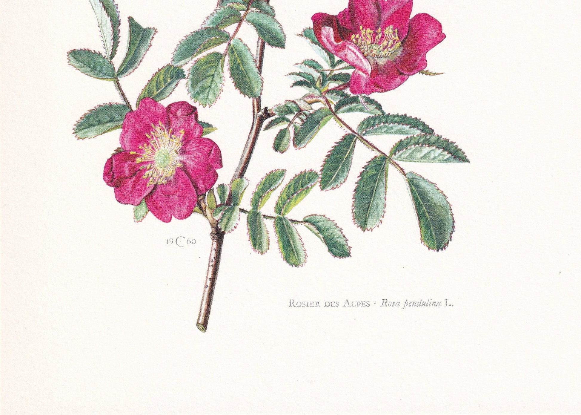 1960 ALPINE ROSE Print - Botanical Print - Botanical Illustration - Plant Wall Art - Vintage Plant Print - 7.5 x 10.6 Inches