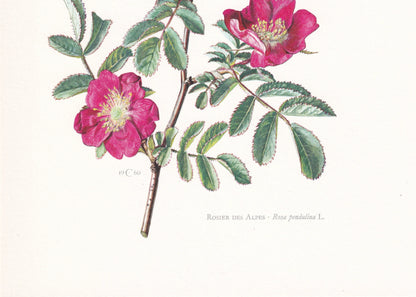 1960 ALPINE ROSE Print - Botanical Print - Botanical Illustration - Plant Wall Art - Vintage Plant Print - 7.5 x 10.6 Inches