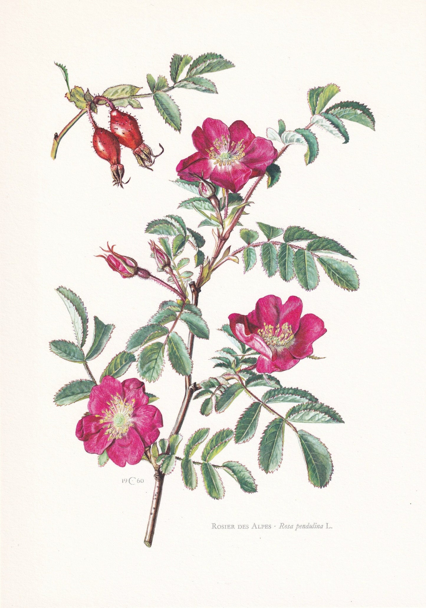 1960 ALPINE ROSE Print - Botanical Print - Botanical Illustration - Plant Wall Art - Vintage Plant Print - 7.5 x 10.6 Inches