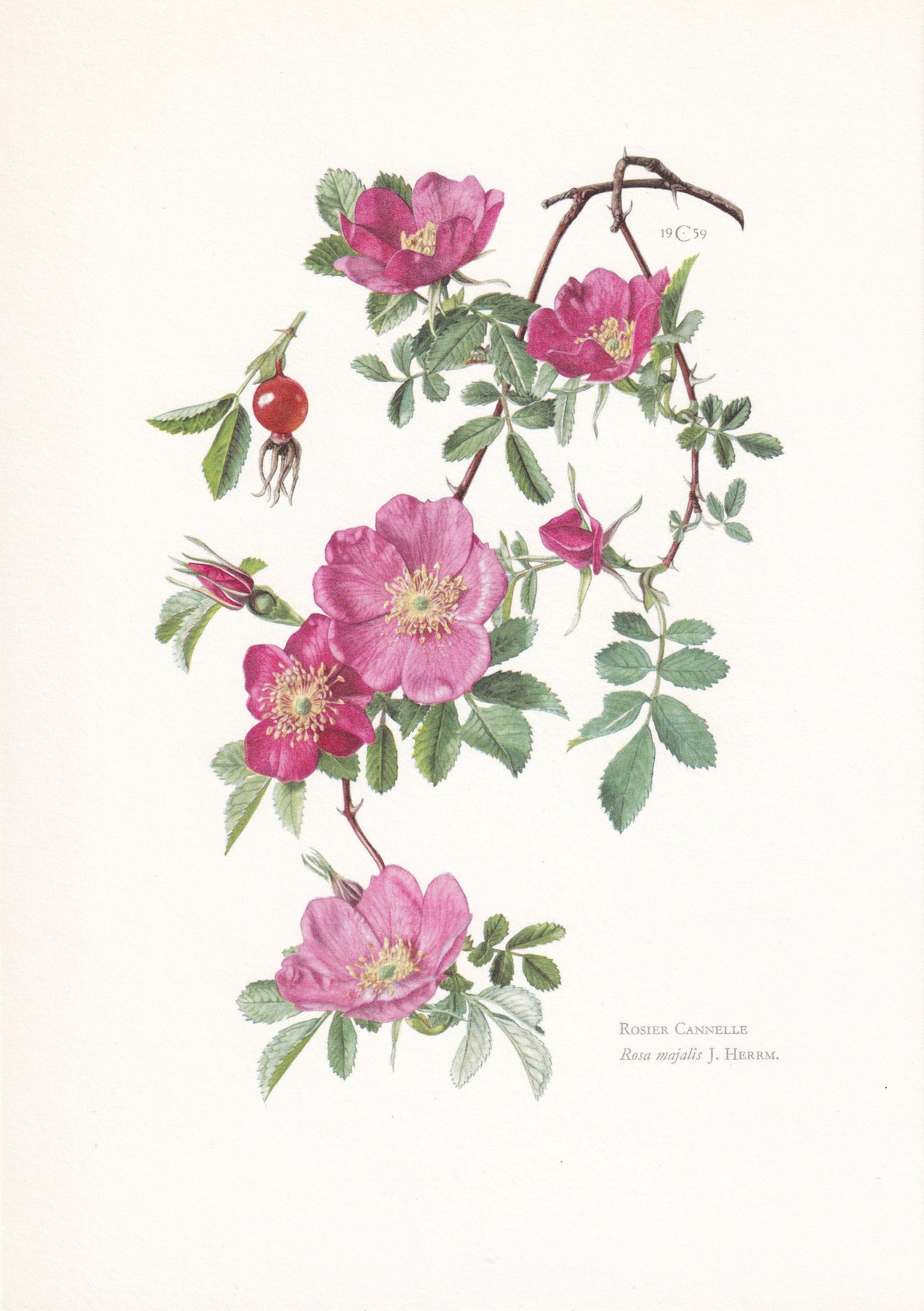 1960 DOUBLE CINNAMON ROSE Print - Botanical Print - Botanical Illustration - Plant Wall Art - Vintage Plant Print - 7.5 x 10.6 Inches