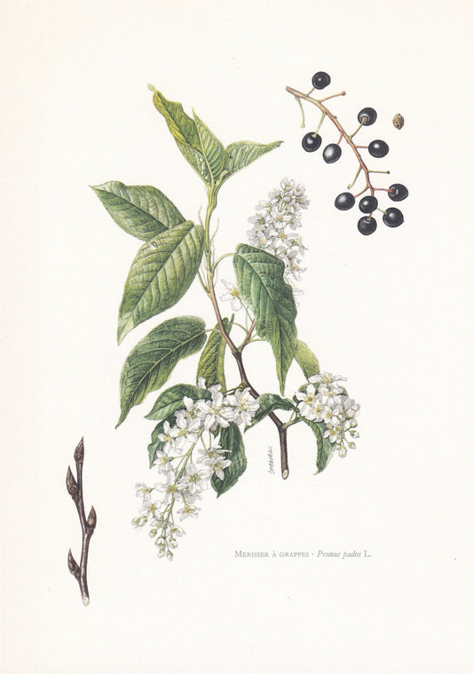1960 BIRD CHERRY TREE Print - Botanical Print - Botanical Illustration - Tree Wall Art - Vintage Tree Print - 7.5 x 10.6 Inches