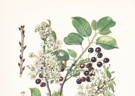 1960 MAHALEB CHERRY TREE Print - Botanical Print - Botanical Illustration - Tree Wall Art - Vintage Tree Print - 7.5 x 10.6 I