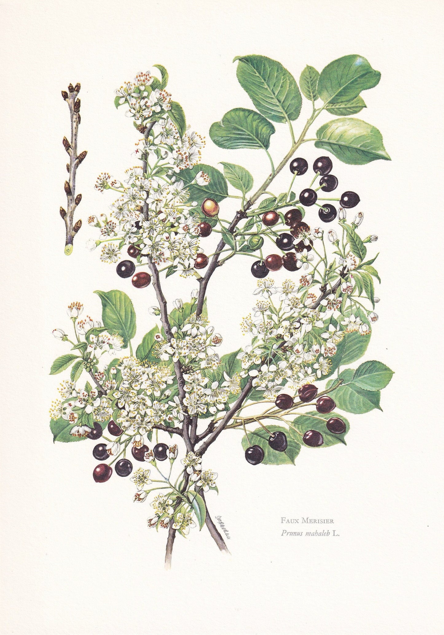 1960 MAHALEB CHERRY TREE Print - Botanical Print - Botanical Illustration - Tree Wall Art - Vintage Tree Print - 7.5 x 10.6 I
