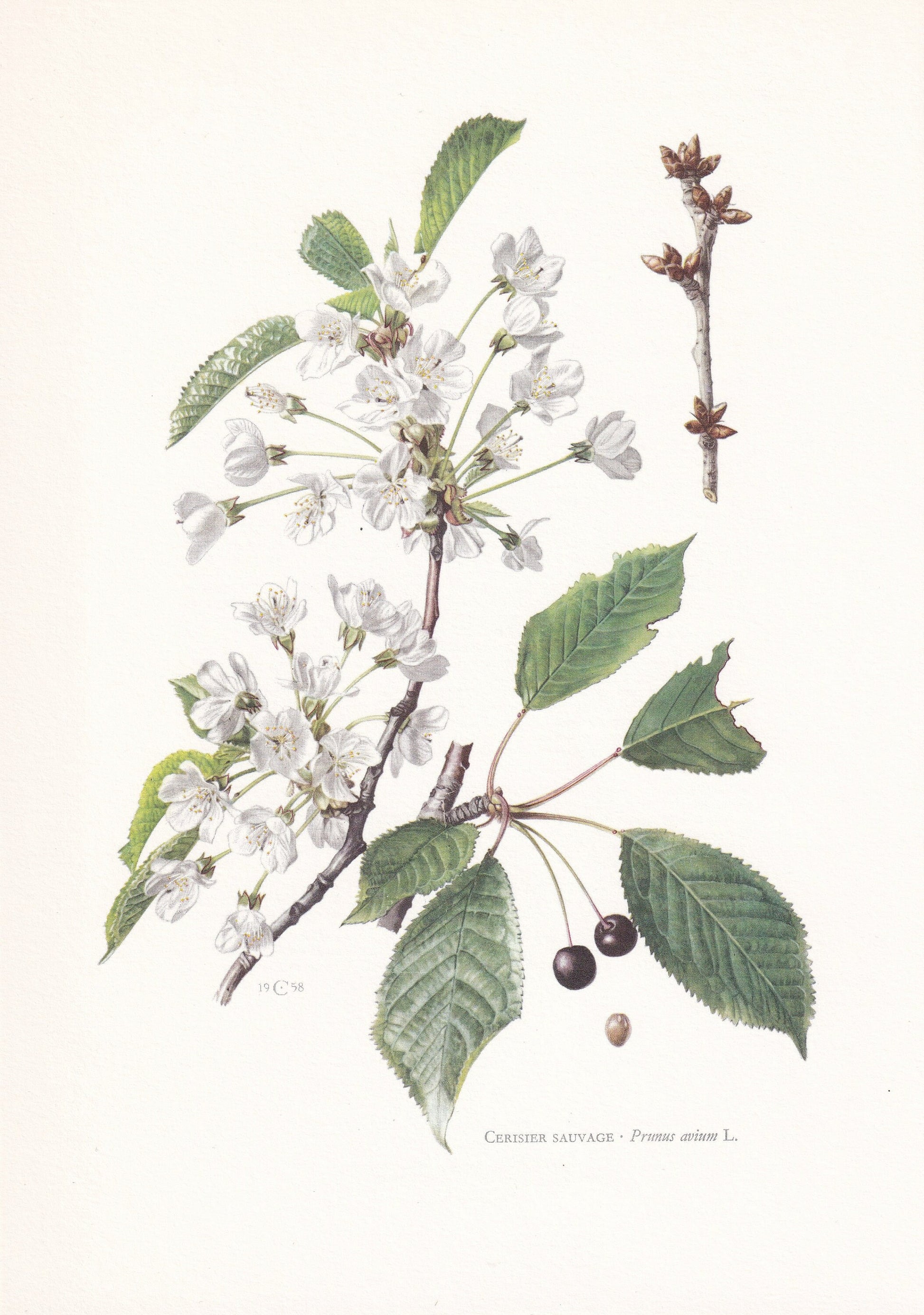 1960 SWEET CHERRY TREE Print - Botanical Print - Botanical Illustration - Tree Wall Art - Vintage Tree Print - 7.5 x 10.6 Inches