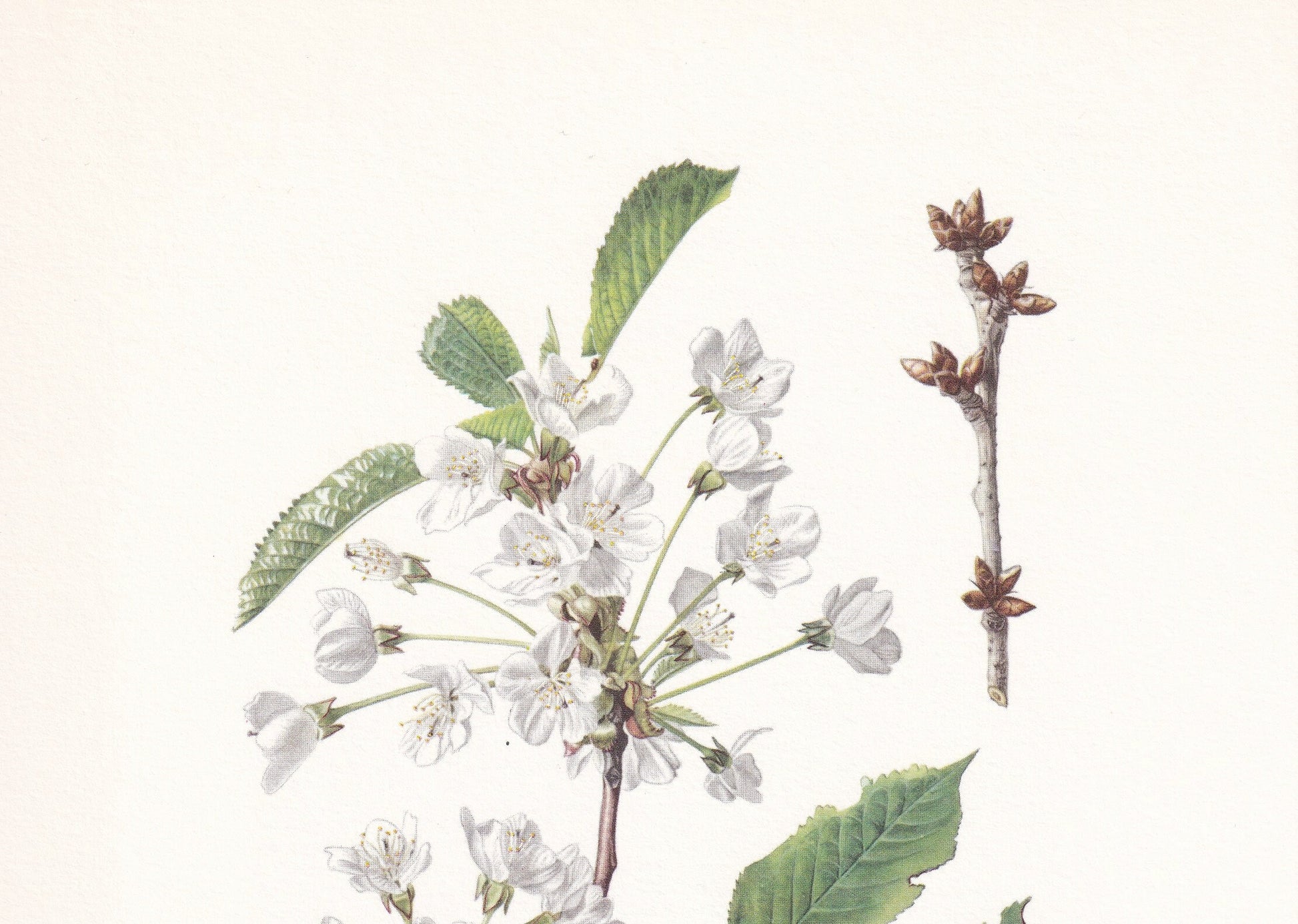 1960 SWEET CHERRY TREE Print - Botanical Print - Botanical Illustration - Tree Wall Art - Vintage Tree Print - 7.5 x 10.6 Inches