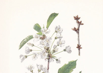 1960 SWEET CHERRY TREE Print - Botanical Print - Botanical Illustration - Tree Wall Art - Vintage Tree Print - 7.5 x 10.6 Inches