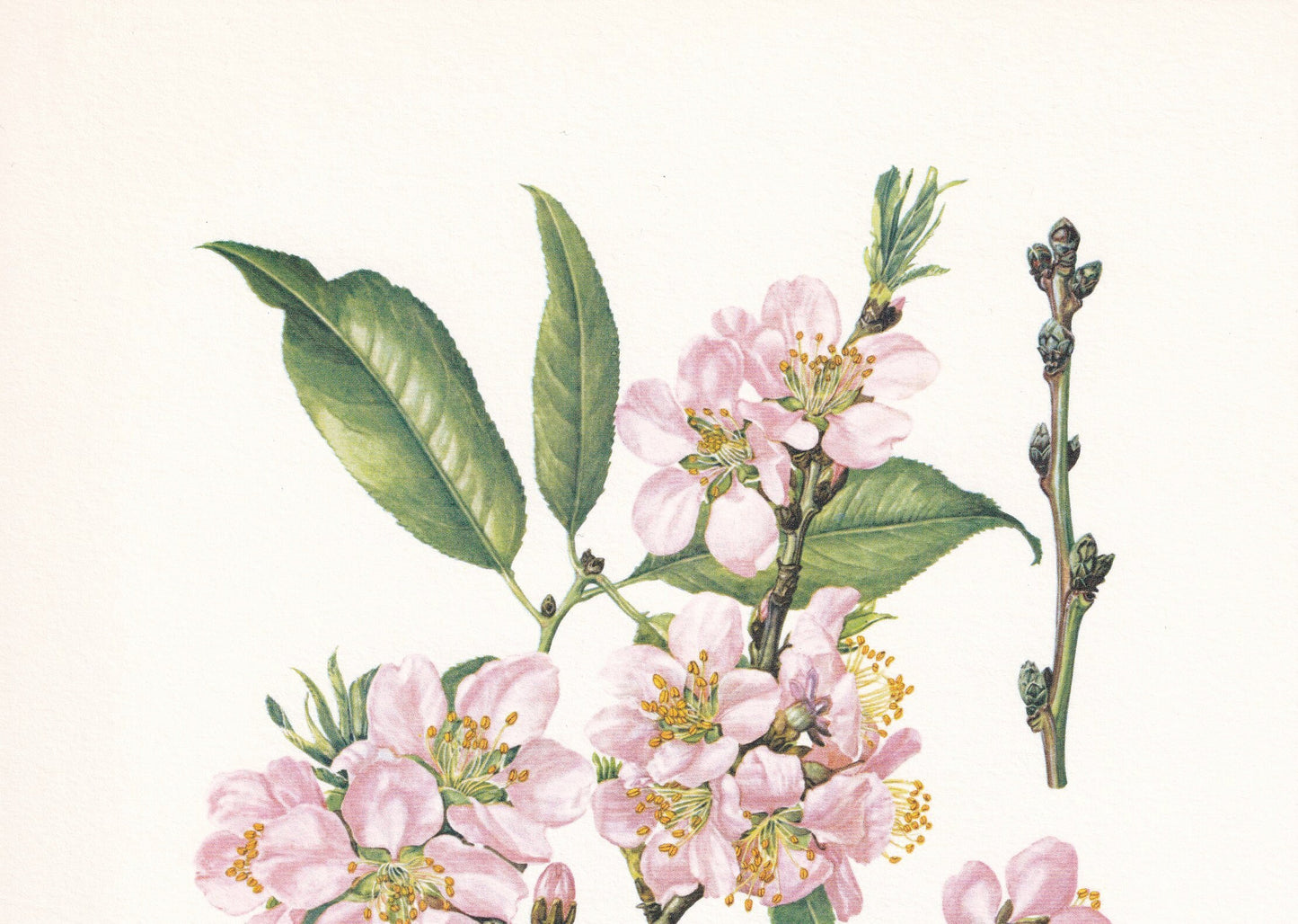 1960 ALMOND TREE Print - Botanical Print - Botanical Illustration - Tree Wall Art - Vintage Tree Print - 7.5 x 10.6 Inches