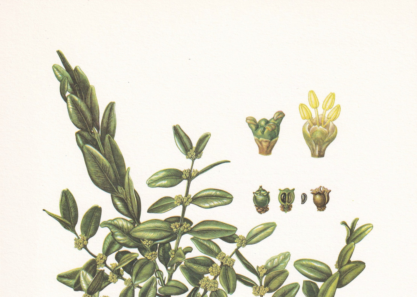 1960 COMMON BOX (BOXWOOD) Print - Botanical Print - Botanical Illustration - Plant Wall Art - Vintage Plant Print - 7.5 x 10.6 Inches