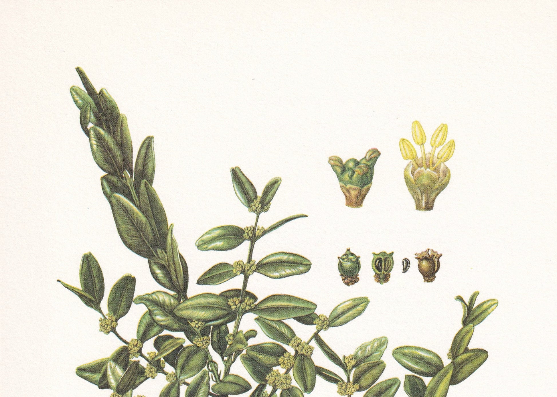 1960 COMMON BOX (BOXWOOD) Print - Botanical Print - Botanical Illustration - Plant Wall Art - Vintage Plant Print - 7.5 x 10.6 Inches