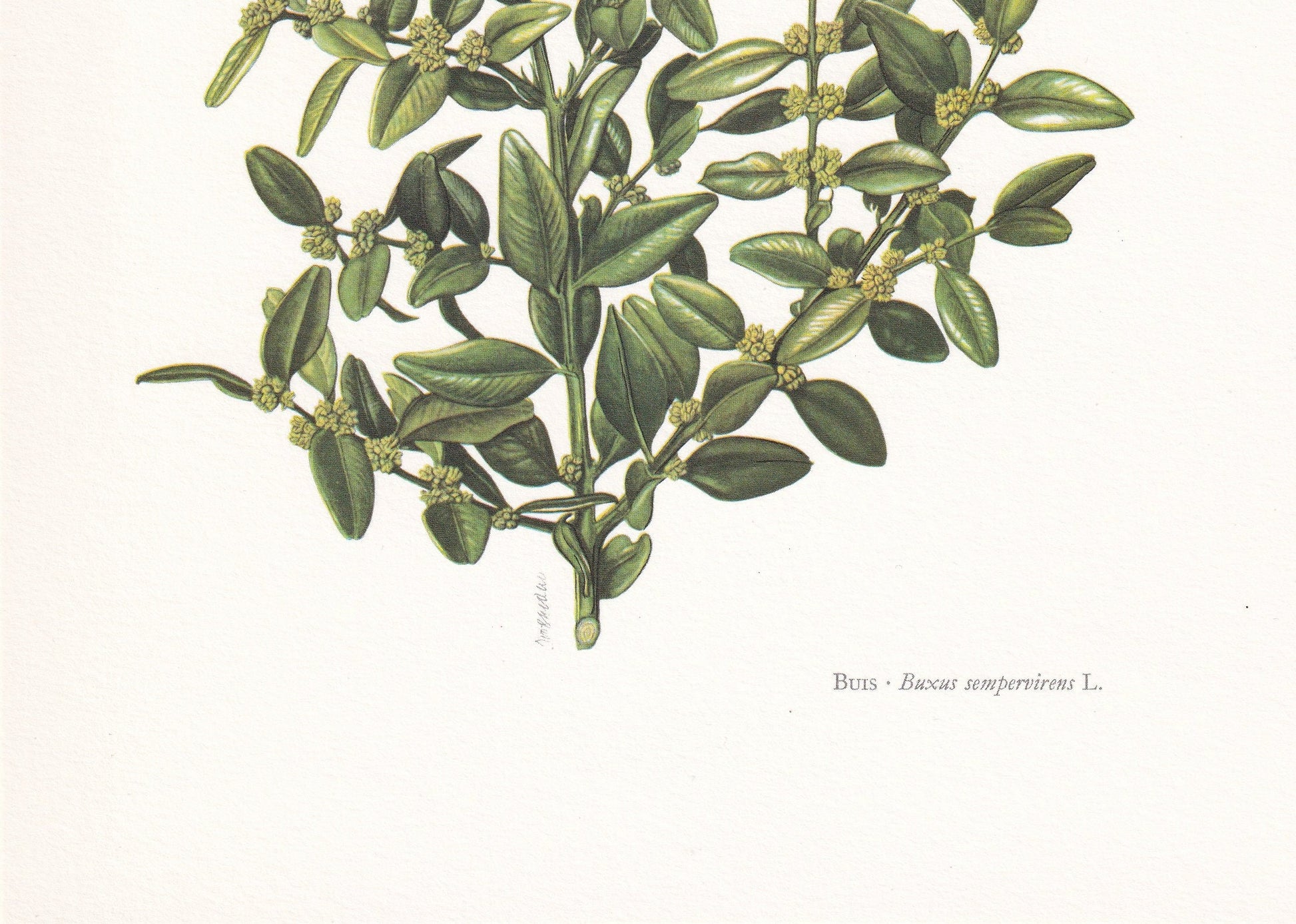 1960 COMMON BOX (BOXWOOD) Print - Botanical Print - Botanical Illustration - Plant Wall Art - Vintage Plant Print - 7.5 x 10.6 Inches