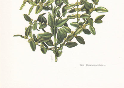 1960 COMMON BOX (BOXWOOD) Print - Botanical Print - Botanical Illustration - Plant Wall Art - Vintage Plant Print - 7.5 x 10.6 Inches