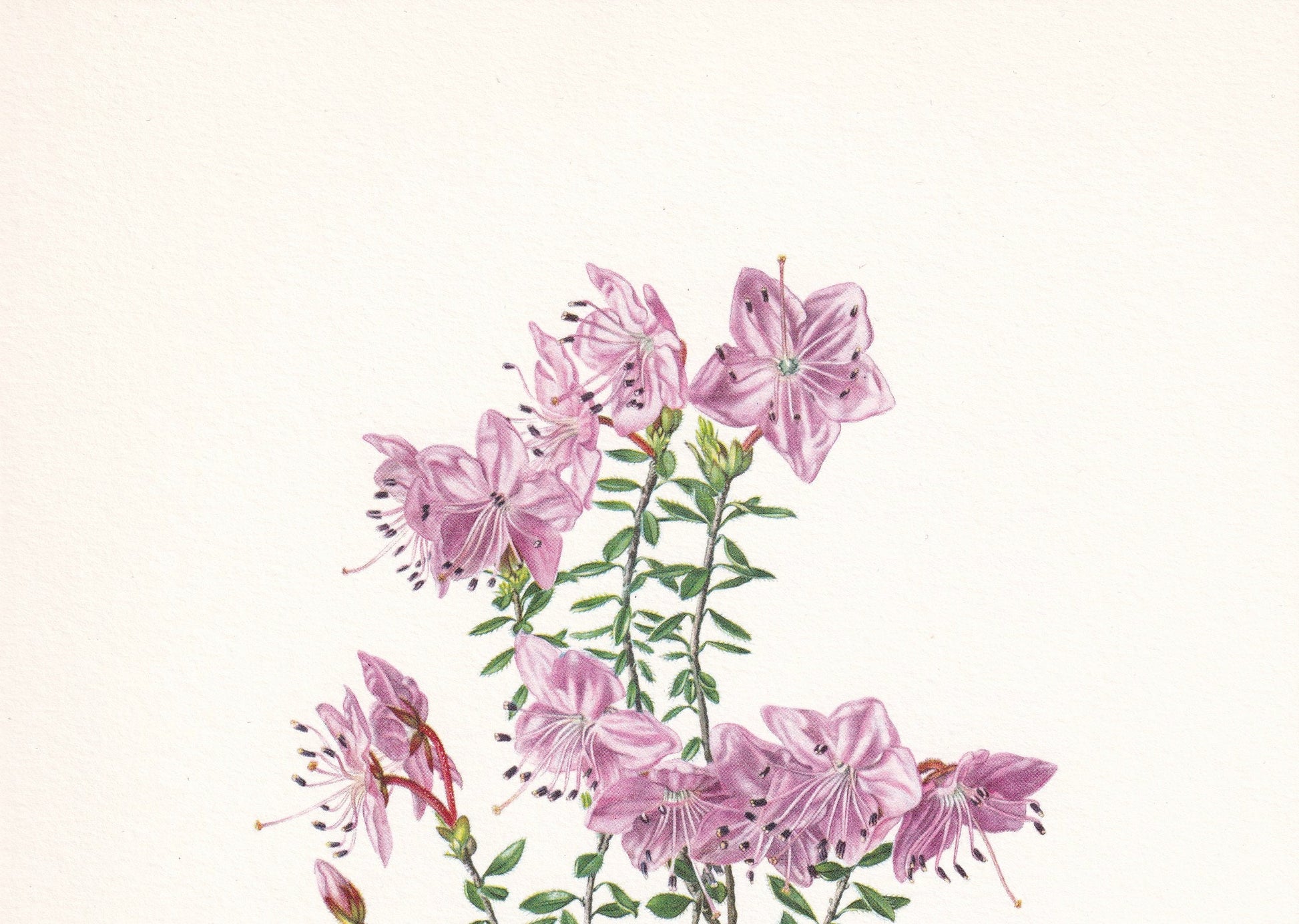 1960 ALPENROSE RHODOTHAMNUS Print - Botanical Print - Botanical Illustration - Plant Wall Art - Vintage Plant Print - 7.5 x 10.6 Inches