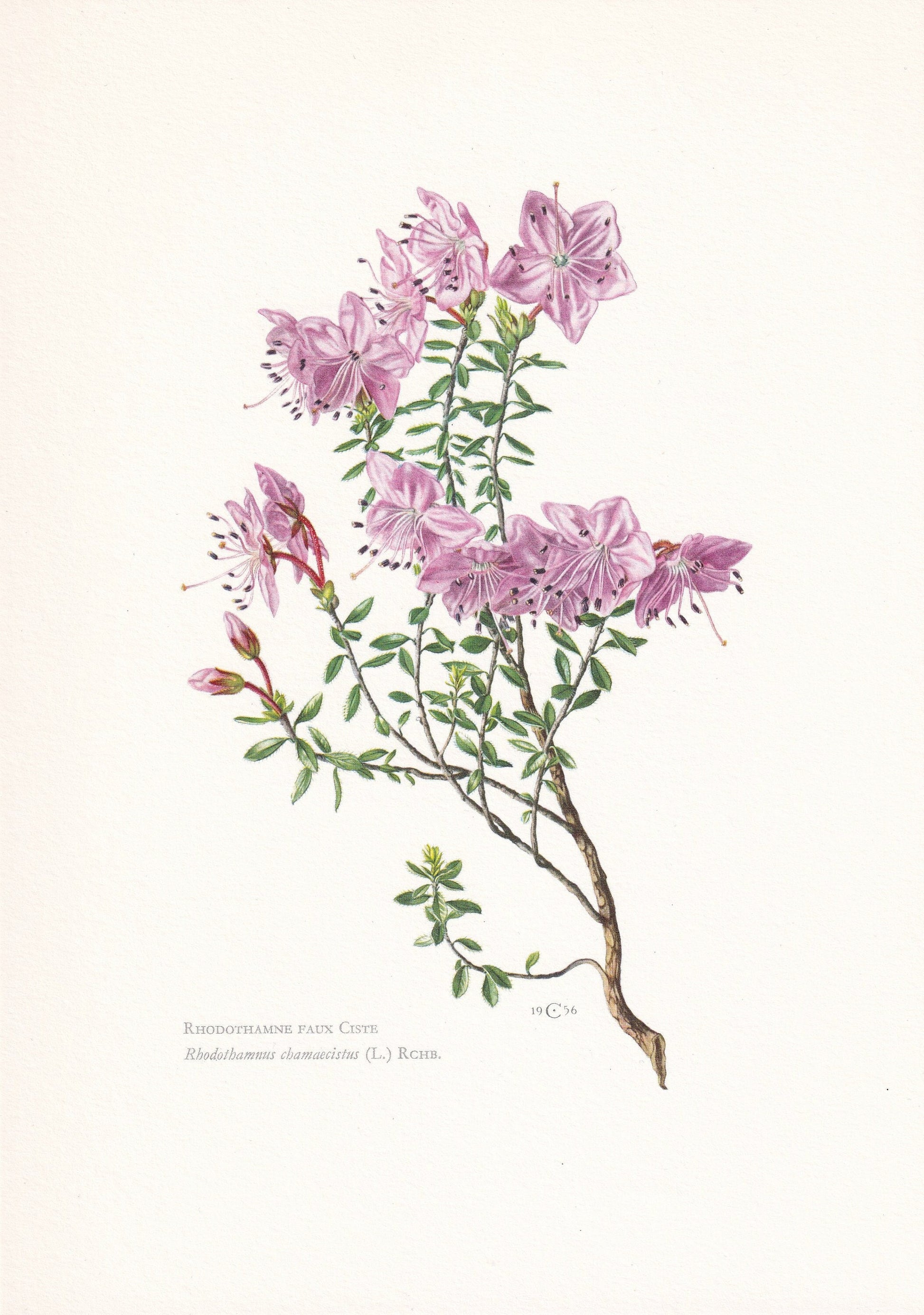 1960 ALPENROSE RHODOTHAMNUS Print - Botanical Print - Botanical Illustration - Plant Wall Art - Vintage Plant Print - 7.5 x 10.6 Inches