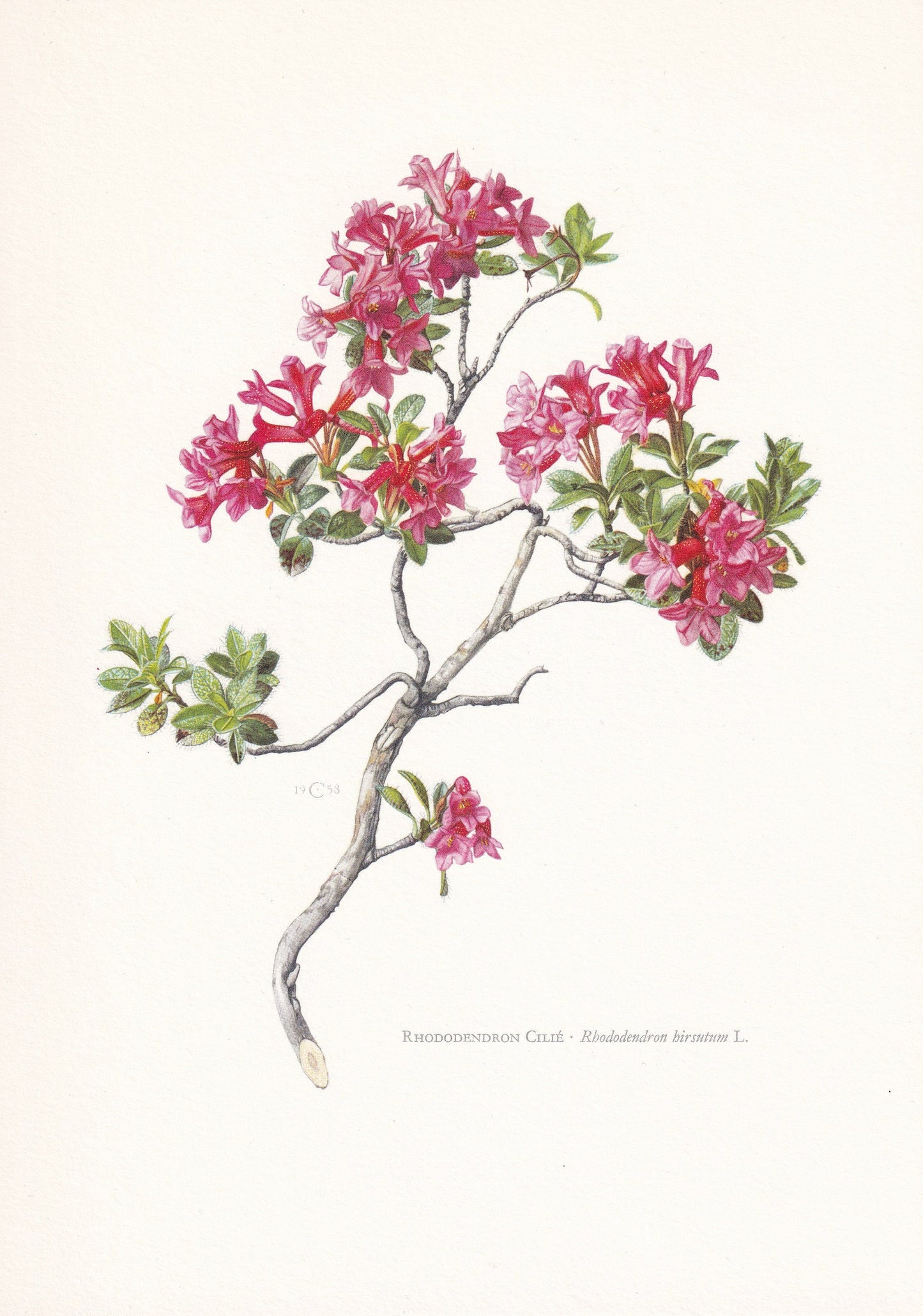 1960 DWARF RHODODENDRON Print - Botanical Print - Botanical Illustration - Plant Wall Art - Vintage Plant Print - 7.5 x 10.6 Inches
