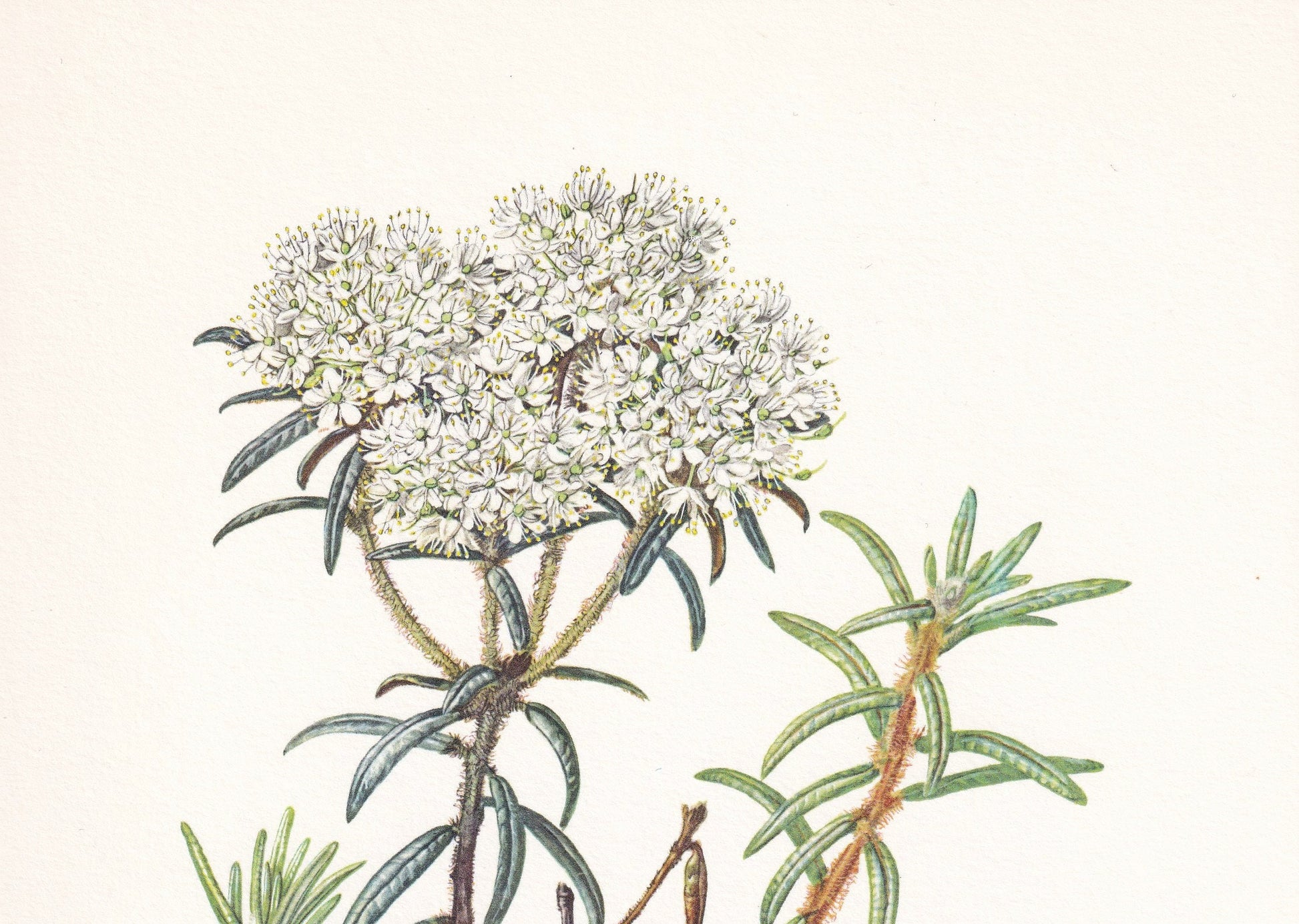 1960 WILD ROSEMARY Print - Botanical Print - Botanical Illustration - Plant Wall Art - Vintage Plant Print - 7.5 x 10.6 Inches