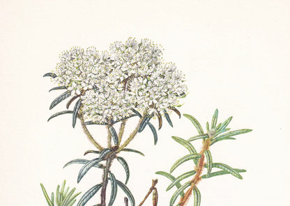 1960 WILD ROSEMARY Print - Botanical Print - Botanical Illustration - Plant Wall Art - Vintage Plant Print - 7.5 x 10.6 Inches