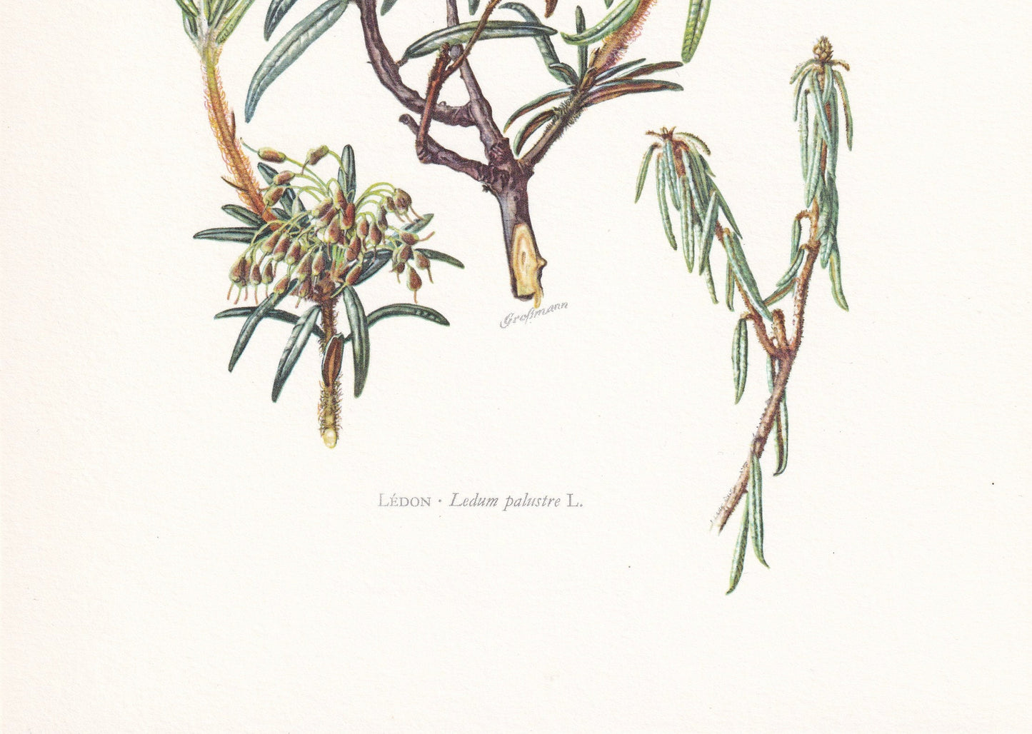 1960 WILD ROSEMARY Print - Botanical Print - Botanical Illustration - Plant Wall Art - Vintage Plant Print - 7.5 x 10.6 Inches