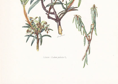 1960 WILD ROSEMARY Print - Botanical Print - Botanical Illustration - Plant Wall Art - Vintage Plant Print - 7.5 x 10.6 Inches