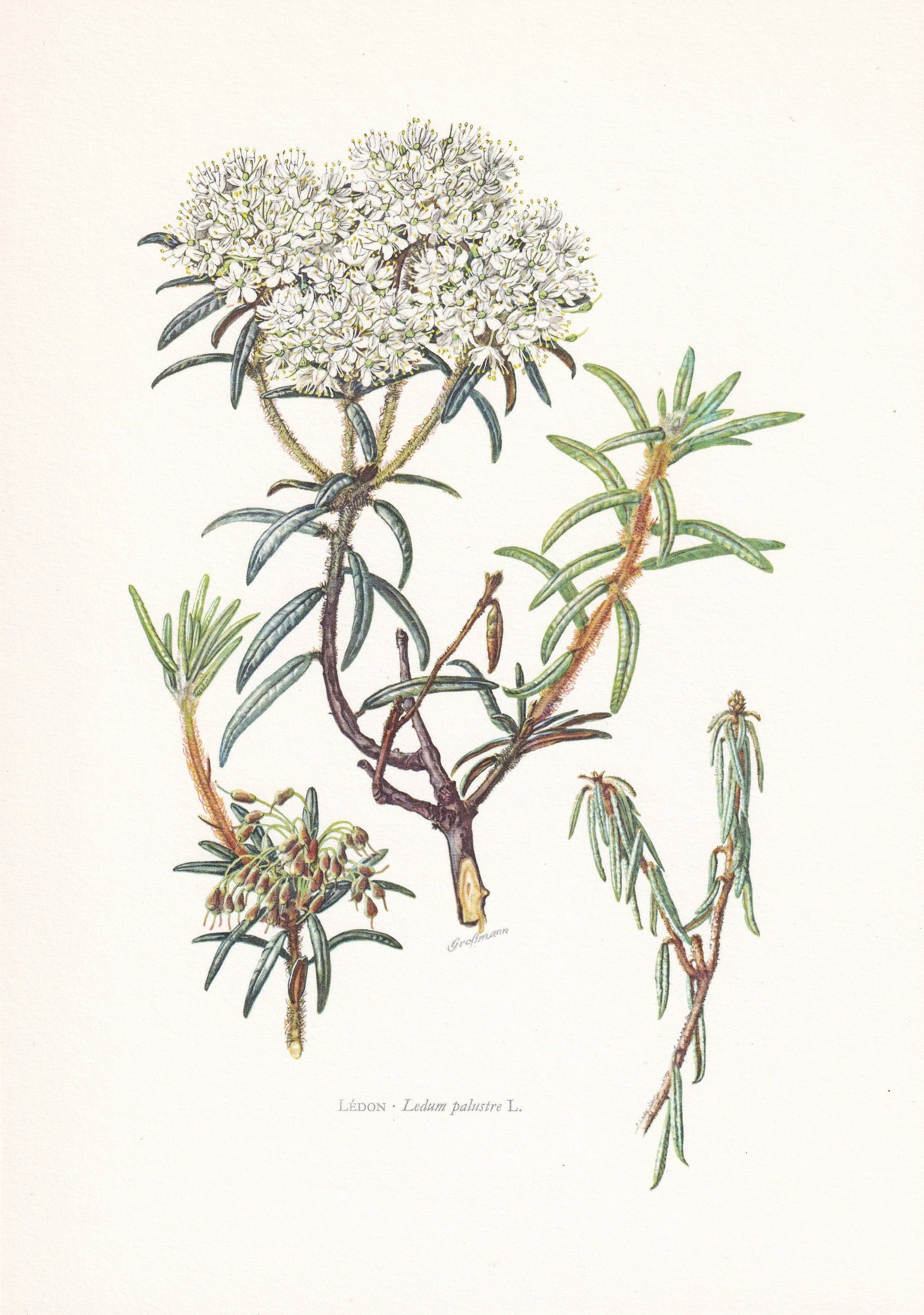 1960 WILD ROSEMARY Print - Botanical Print - Botanical Illustration - Plant Wall Art - Vintage Plant Print - 7.5 x 10.6 Inches