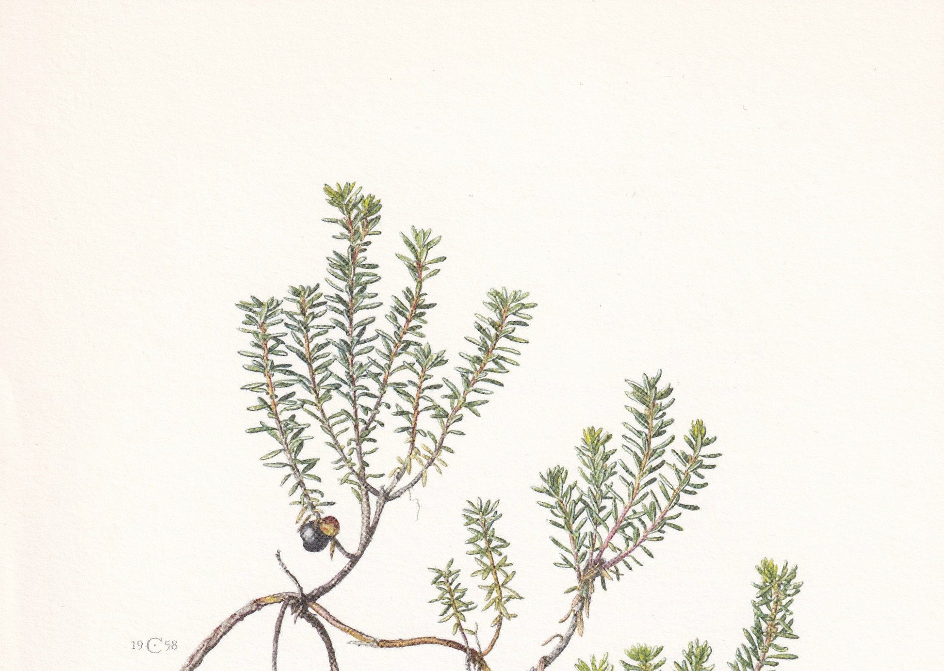 1960 CROWBERRY Print - Botanical Print - Botanical Illustration - Plant Wall Art - Vintage Plant Print - 7.5 x 10.6 Inches