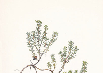 1960 CROWBERRY Print - Botanical Print - Botanical Illustration - Plant Wall Art - Vintage Plant Print - 7.5 x 10.6 Inches