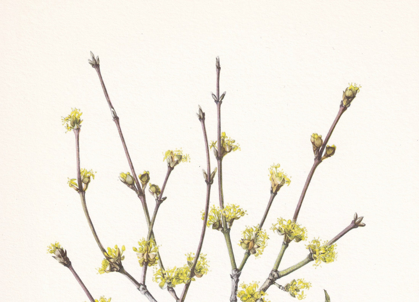 1960 CORNELIAN CHERRY Print - Botanical Print - Botanical Illustration - Plant Wall Art - Vintage Plant Print - 7.5 x 10.6 Inches