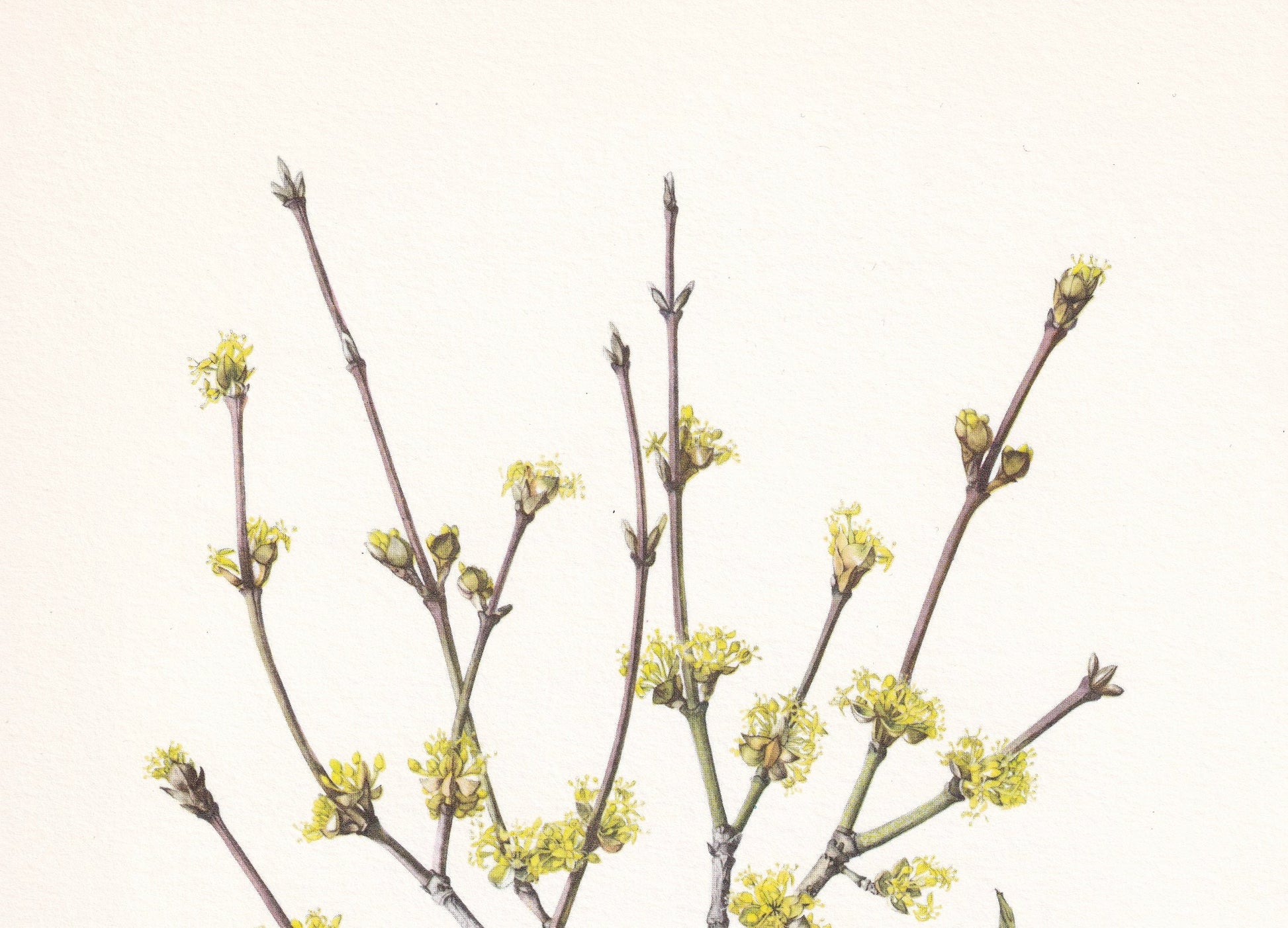 1960 CORNELIAN CHERRY Print - Botanical Print - Botanical Illustration - Plant Wall Art - Vintage Plant Print - 7.5 x 10.6 Inches