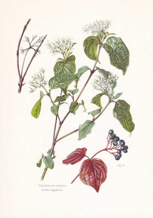 1960 COMMON DOGWOOD Print - Botanical Print - Botanical Illustration - Plant Wall Art - Vintage Plant Print - 7.5 x 10.6 Inches