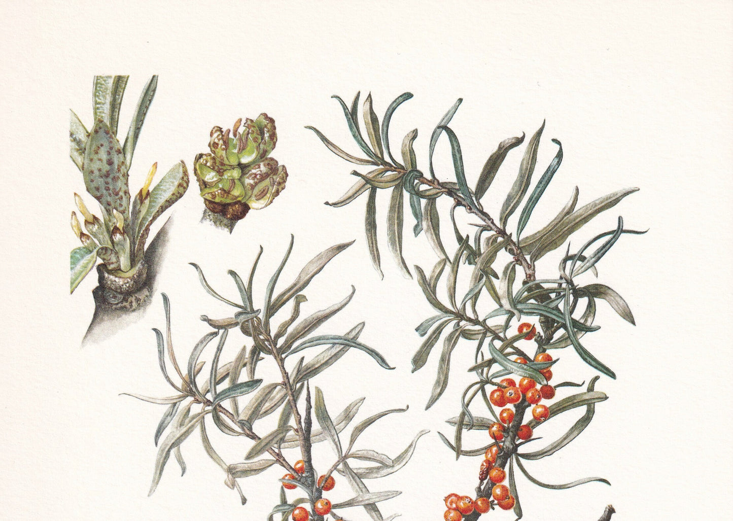 1960 SEA BUCKTHORN (SEABERRY) Print - Botanical Print - Botanical Illustration - Plant Wall Art - Vintage Plant Print - 7.5 x 10.6 Inches