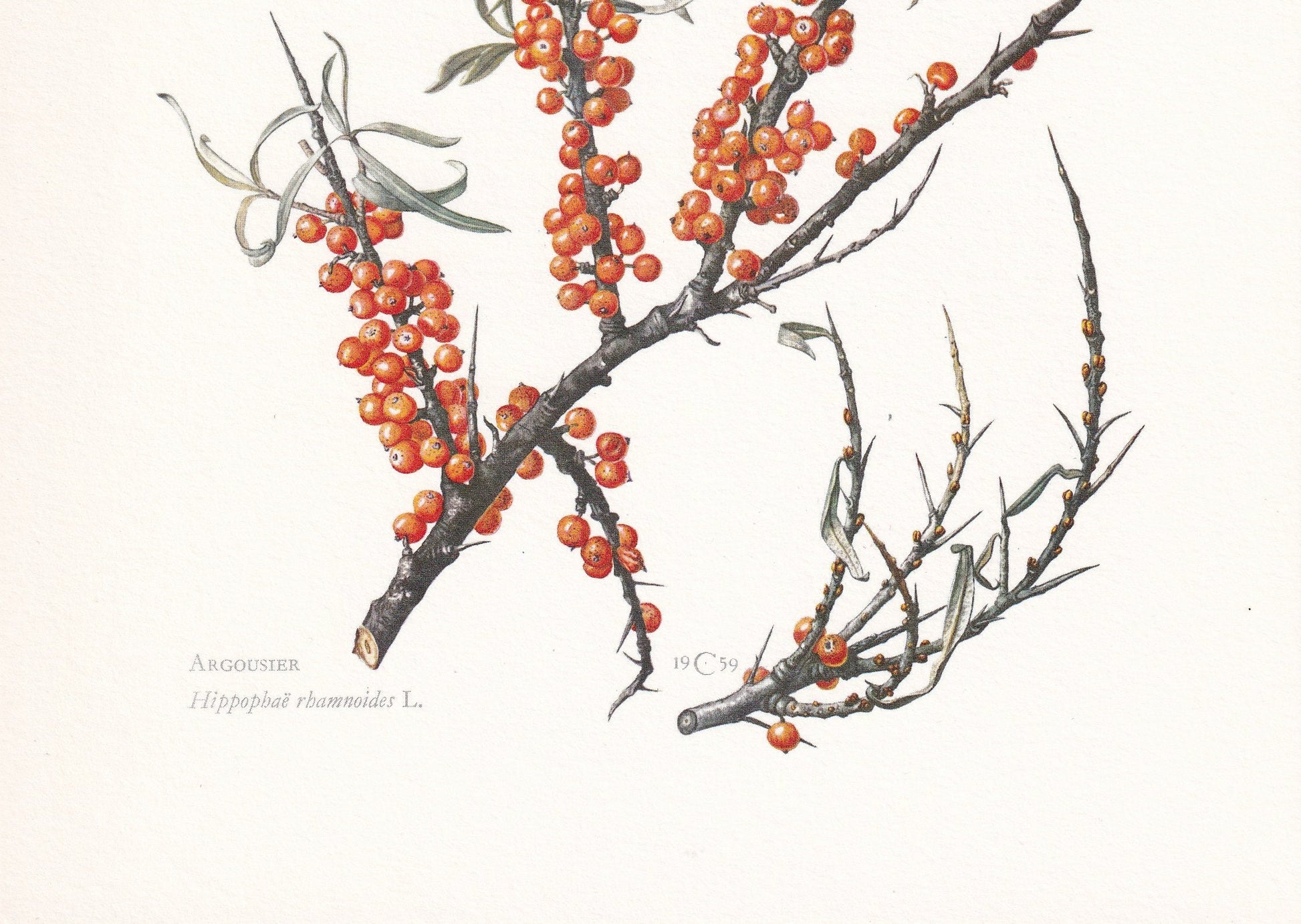 1960 SEA BUCKTHORN (SEABERRY) Print - Botanical Print - Botanical Illustration - Plant Wall Art - Vintage Plant Print - 7.5 x 10.6 Inches