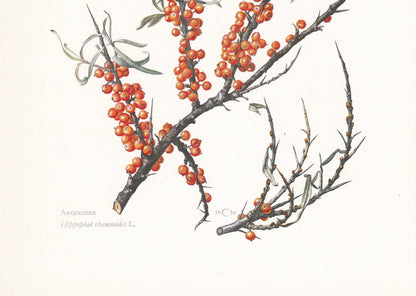 1960 SEA BUCKTHORN (SEABERRY) Print - Botanical Print - Botanical Illustration - Plant Wall Art - Vintage Plant Print - 7.5 x 10.6 Inches