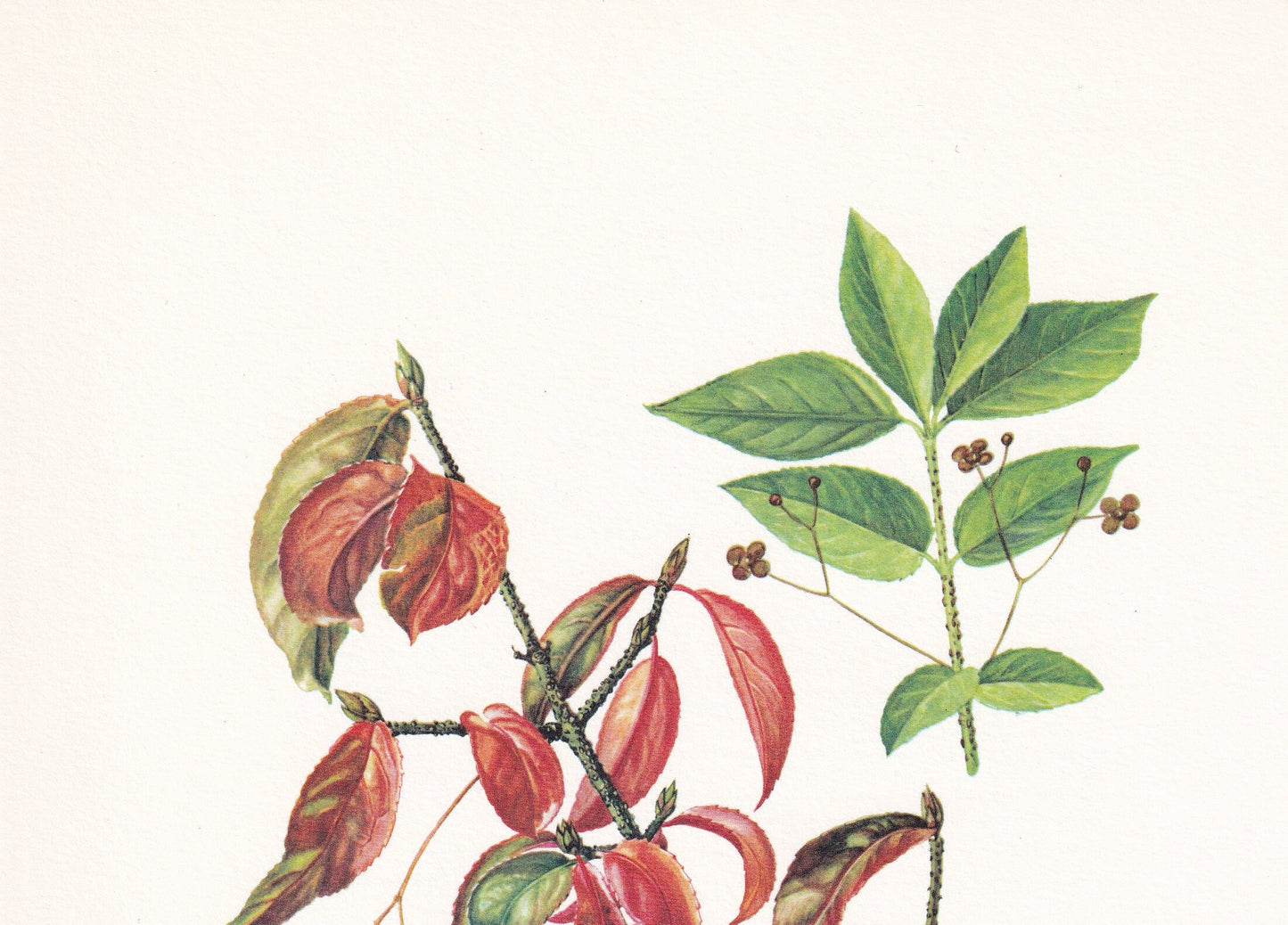 1960 SPINDLE Tree Print - Botanical Print - Botanical Illustration - Tree Wall Art - Vintage Tree Print - 7.5 x 10.6 Inches