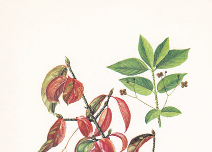 1960 SPINDLE Tree Print - Botanical Print - Botanical Illustration - Tree Wall Art - Vintage Tree Print - 7.5 x 10.6 Inches