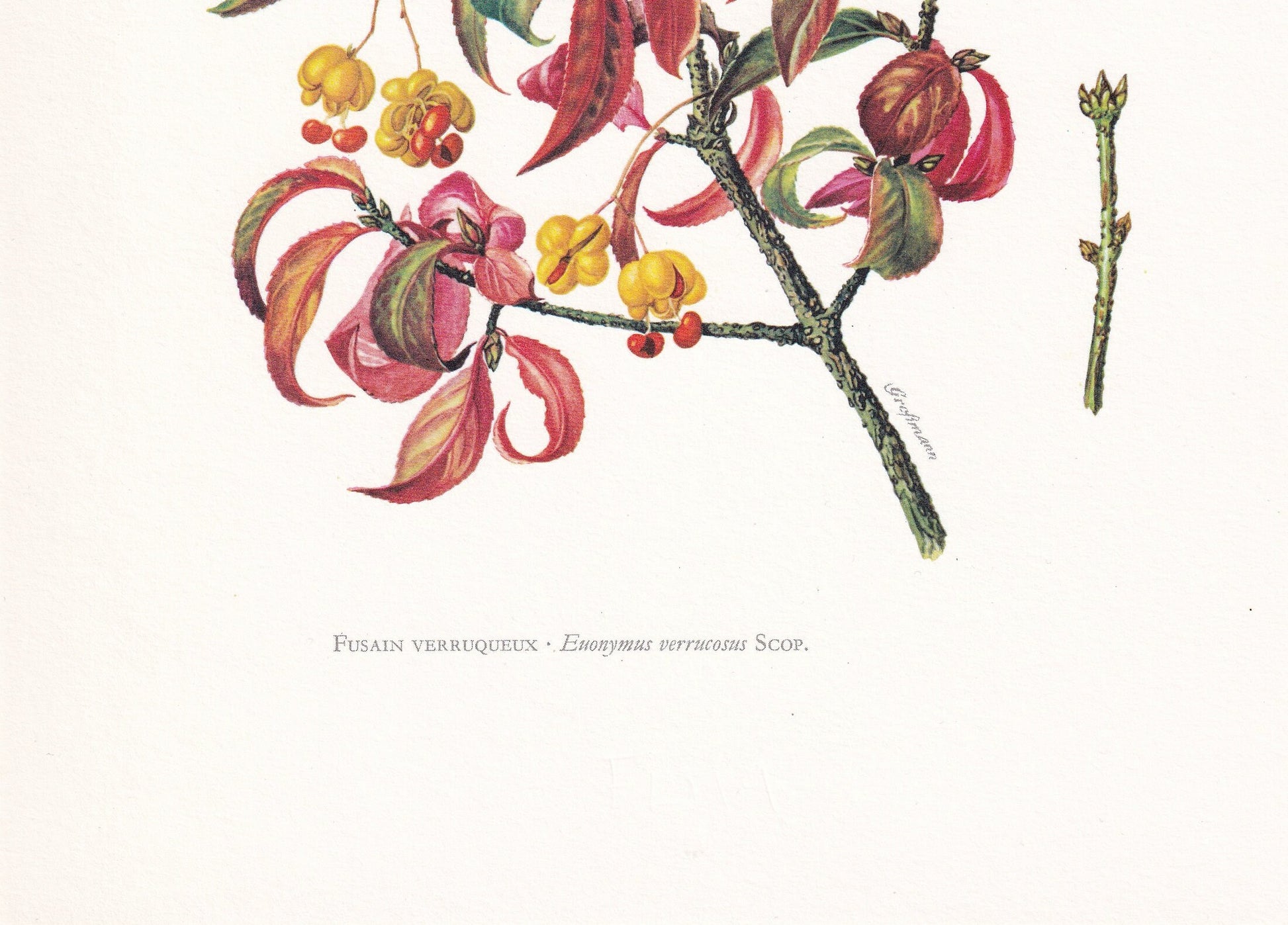 1960 SPINDLE Tree Print - Botanical Print - Botanical Illustration - Tree Wall Art - Vintage Tree Print - 7.5 x 10.6 Inches