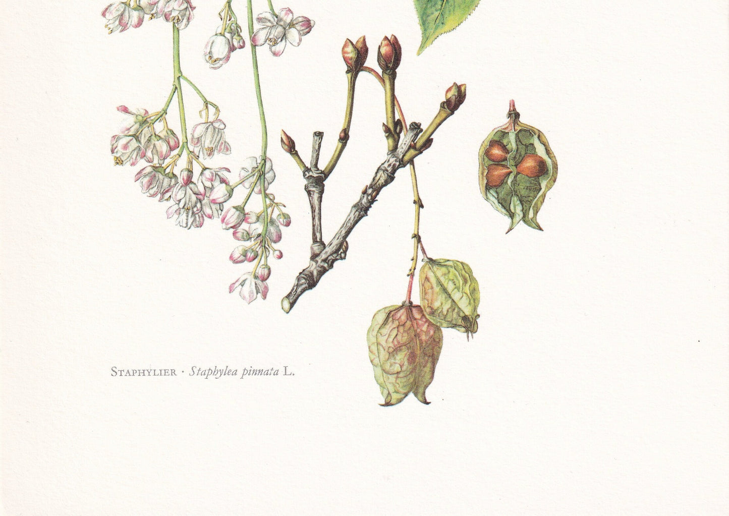 1960 BLADDERNUT Tree Print - Botanical Print - Botanical Illustration - Tree Wall Art - Vintage Tree Print - 7.5 x 10.6 Inches