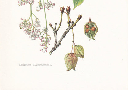 1960 BLADDERNUT Tree Print - Botanical Print - Botanical Illustration - Tree Wall Art - Vintage Tree Print - 7.5 x 10.6 Inches